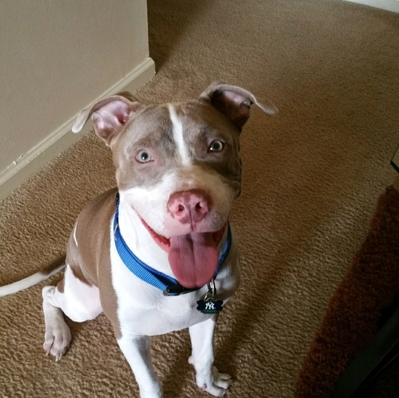 Meet your Posher, Carlton - Picture 1 of 1